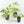 Rhaphidophora tetrasperma 'Migma' *Grower's Choice*