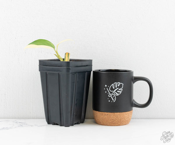 Epipremnum Giganteum Albo Variegated 'White Pearl' (wk11-A)