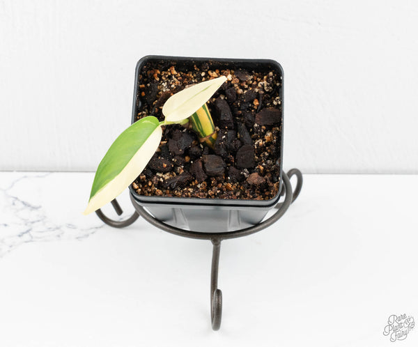 Epipremnum Giganteum Albo Variegated 'White Pearl' (wk11-A)