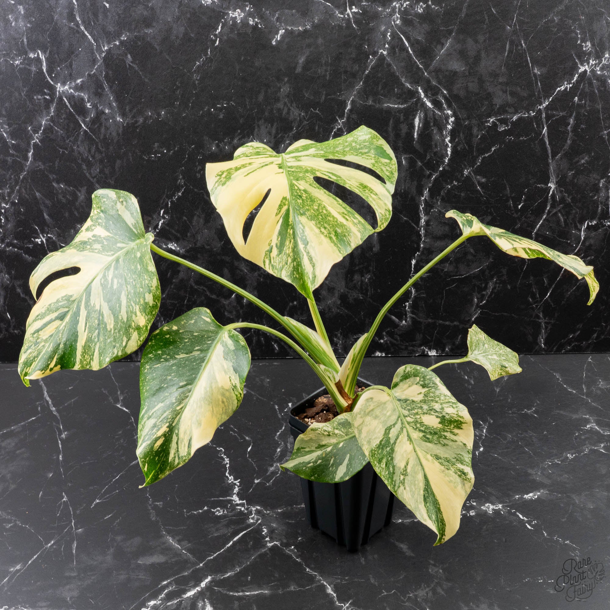 Monstera Deliciosa 'Creme Brûlée' (wk39-L182) – Rare Plant Fairy
