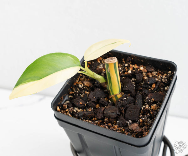 Epipremnum Giganteum Albo Variegated 'White Pearl' (wk11-A)