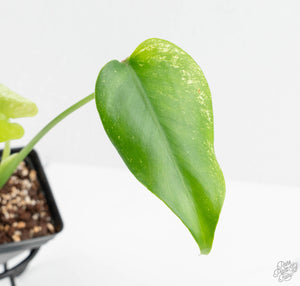 Monstera deliciosa 'Devil Monster' (wk13-UK)