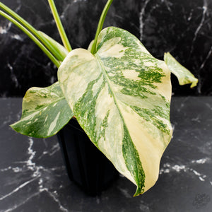 Monstera Deliciosa 'Creme Brûlée' (wk39-L182)