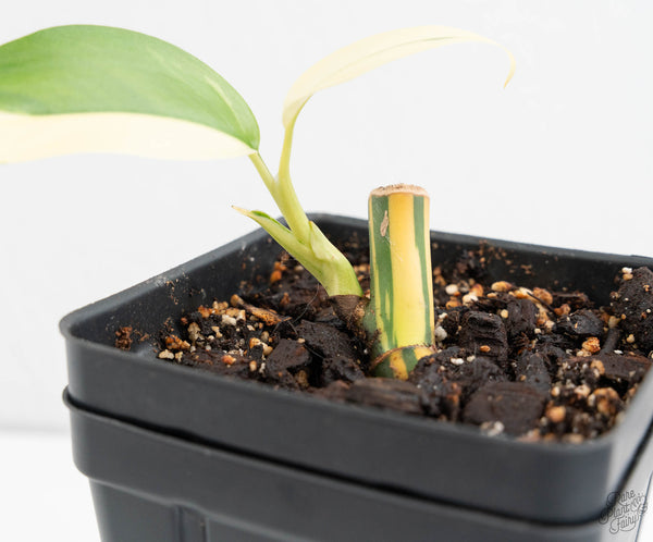 Epipremnum Giganteum Albo Variegated 'White Pearl' (wk11-A)