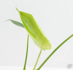 Monstera deliciosa 'Devil Monster' (wk13-UK)