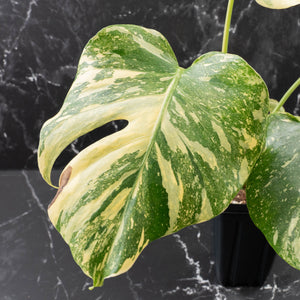 Monstera Deliciosa 'Creme Brûlée' (wk39-L182)