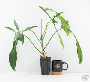 Philodendron longilobatum ‘Lelano Miyano’ (wk13-K)