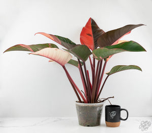 Philodendron 'Red Congo' Variegated (wk13-UB) *XL*