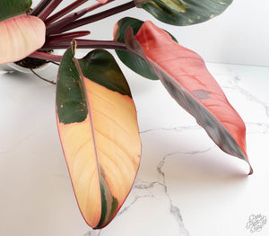 Philodendron 'Red Congo' Variegated (wk13-UB) *XL*