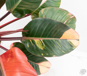 Philodendron 'Red Congo' Variegated (wk13-UB) *XL*