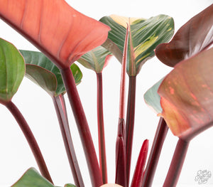 Philodendron 'Red Congo' Variegated (wk13-UB) *XL*