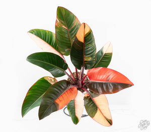 Philodendron 'Red Congo' Variegated (wk13-UB) *XL*