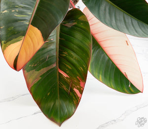 Philodendron 'Red Congo' Variegated (wk13-UB) *XL*