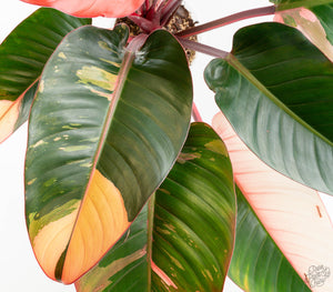 Philodendron 'Red Congo' Variegated (wk13-UB) *XL*