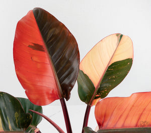 Philodendron 'Red Congo' Variegated (wk13-UB) *XL*