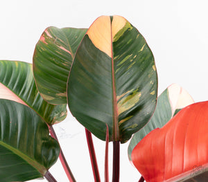 Philodendron 'Red Congo' Variegated (wk13-UB) *XL*