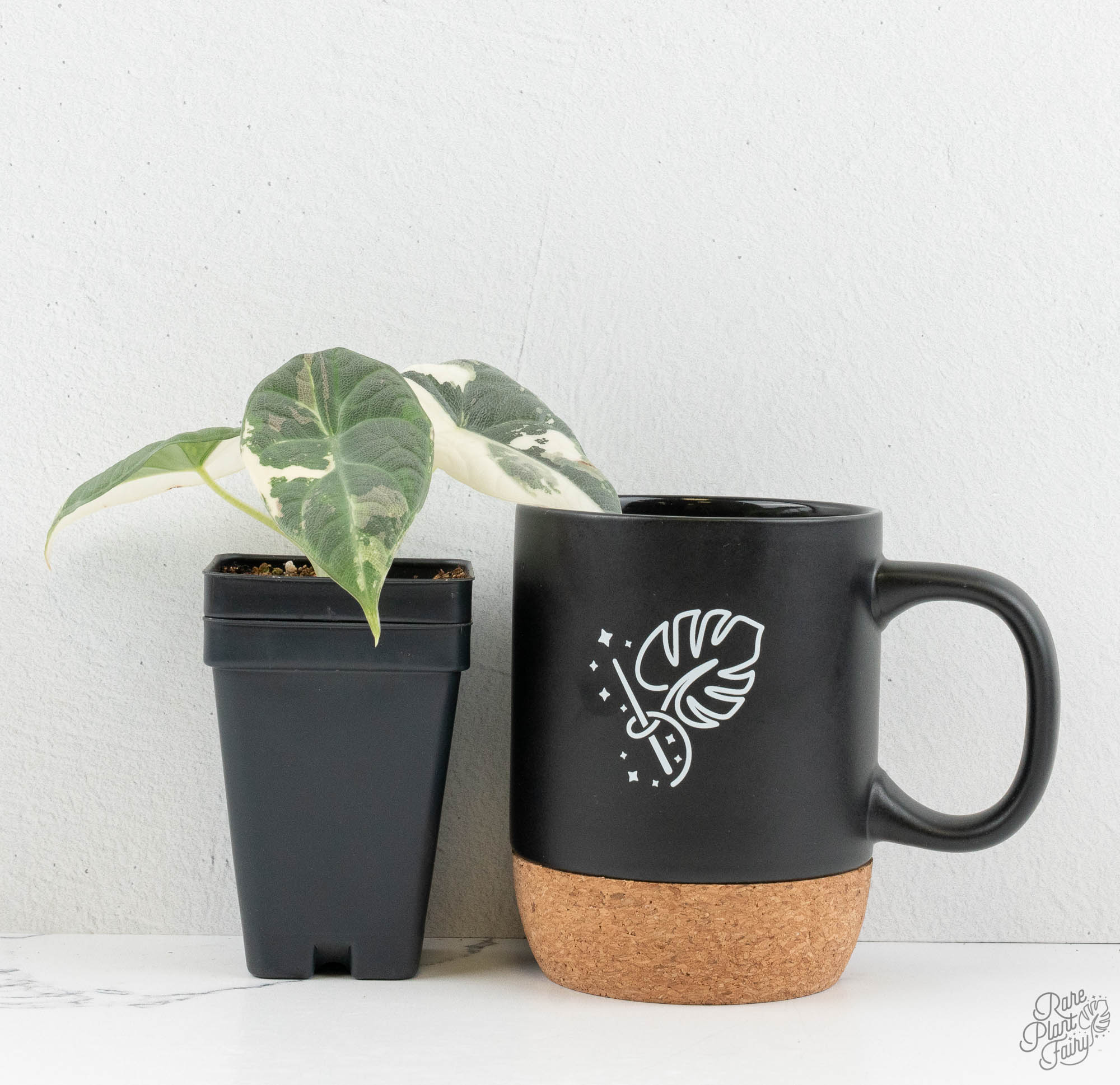 Alocasia Maharani Albo Variegated (wk13-N) – Rare Plant Fairy