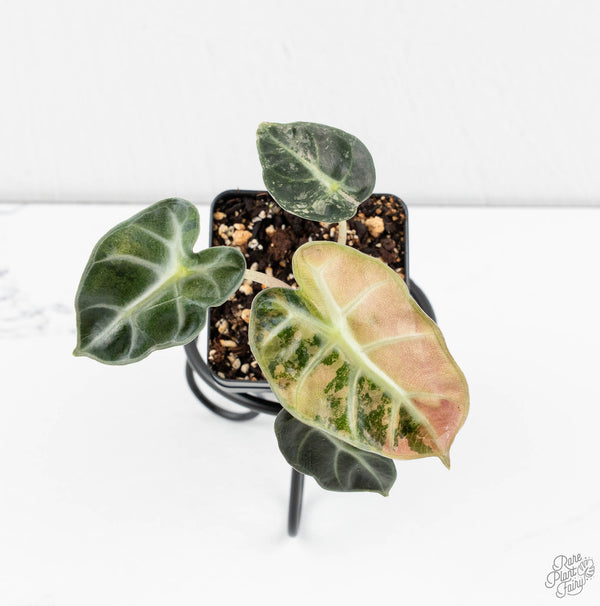 Alocasia 'Balloon Heart' Pink Variegated (wk11-I)