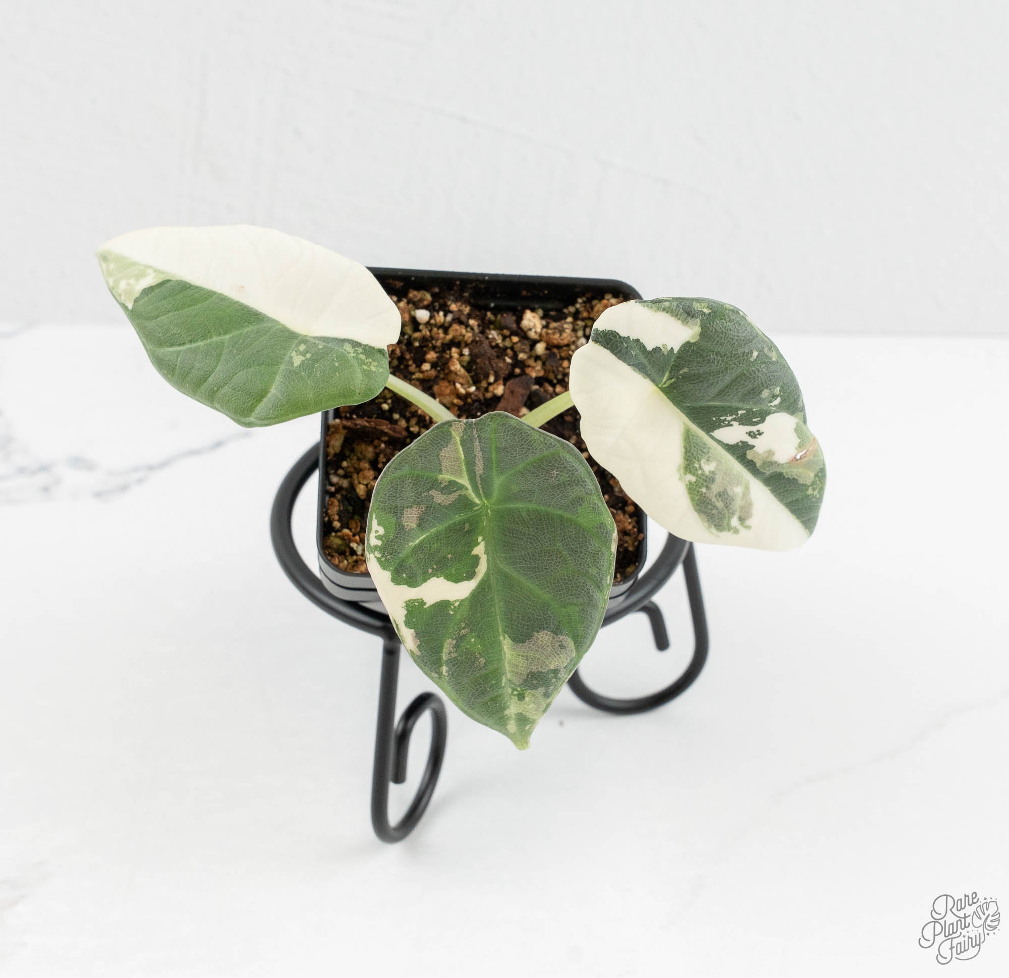 Maharani albo マハラニアルボ Alocasia Maharani Albo Variegated (wk13-N) – Rare Plant Fairy