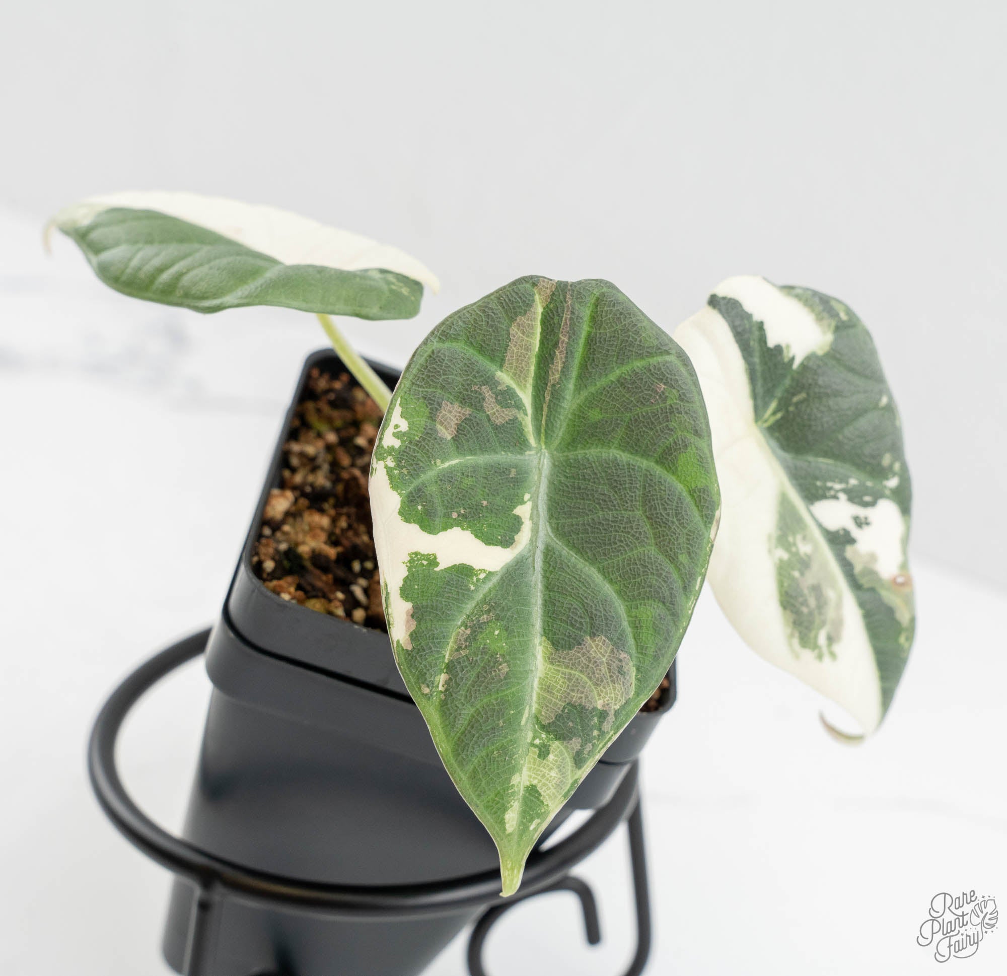 その他観葉植物 Alocasia Maharani Albo var. Alocasia Maharani Albo Variegated – Zero's Plants
