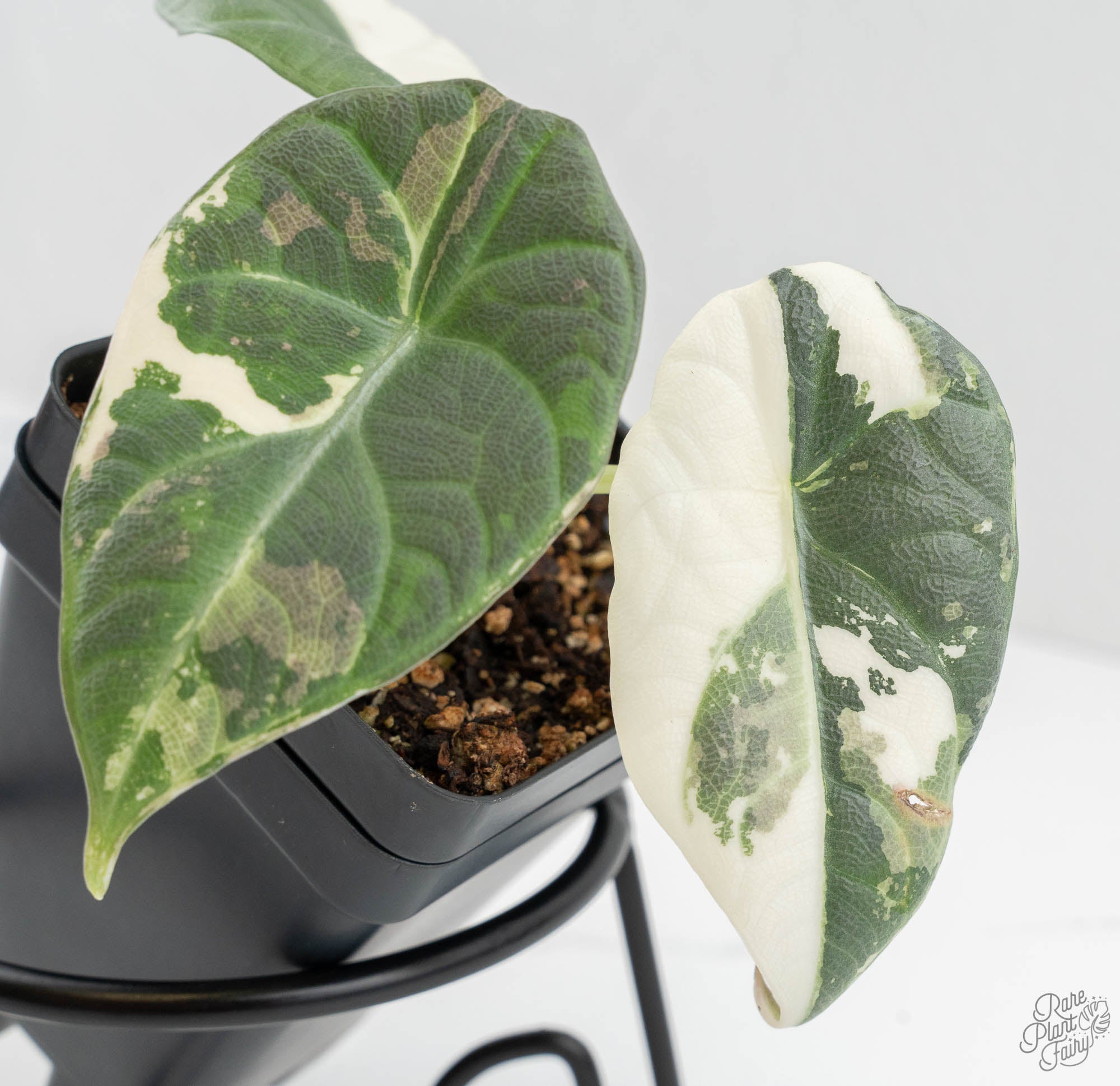 Alocasia Maharani Albo Variegated (wk13-N) – Rare Plant Fairy