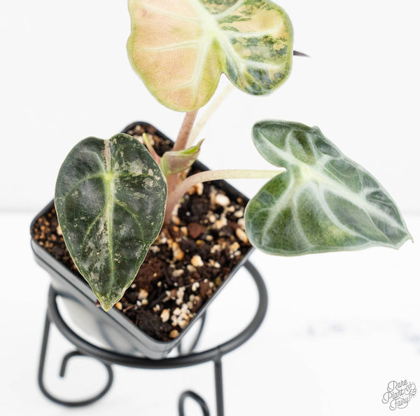 Alocasia 'Balloon Heart' Pink Variegated (wk11-I)