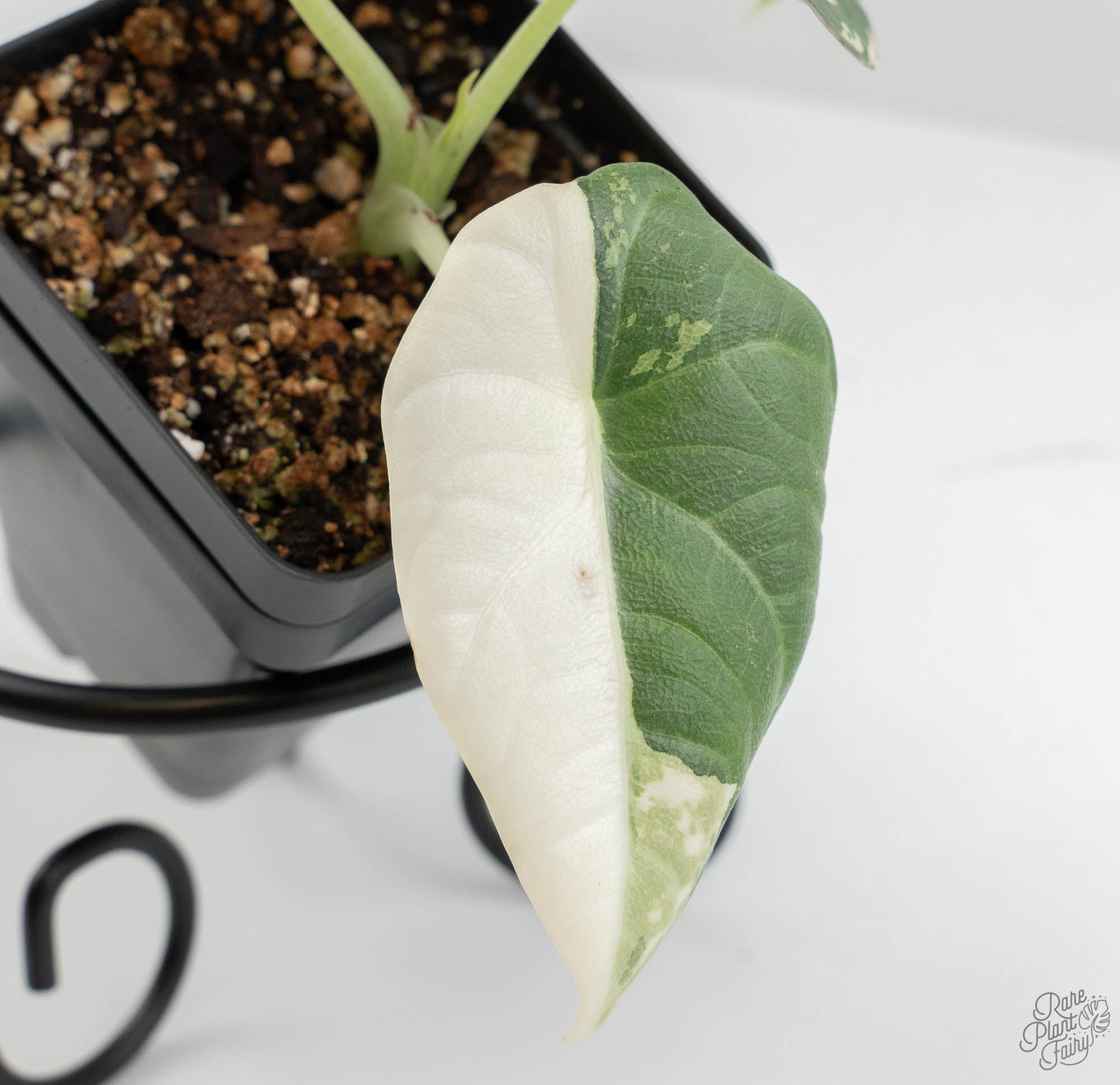 Alocasia Maharani Albo Variegated (wk13-N) – Rare Plant Fairy