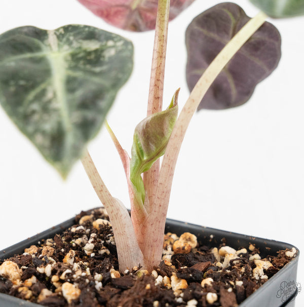 Alocasia 'Balloon Heart' Pink Variegated (wk11-I)
