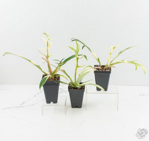 Philodendron Bipinnatifidum 'Tortum' Albo Variegated *Grower's Choice*