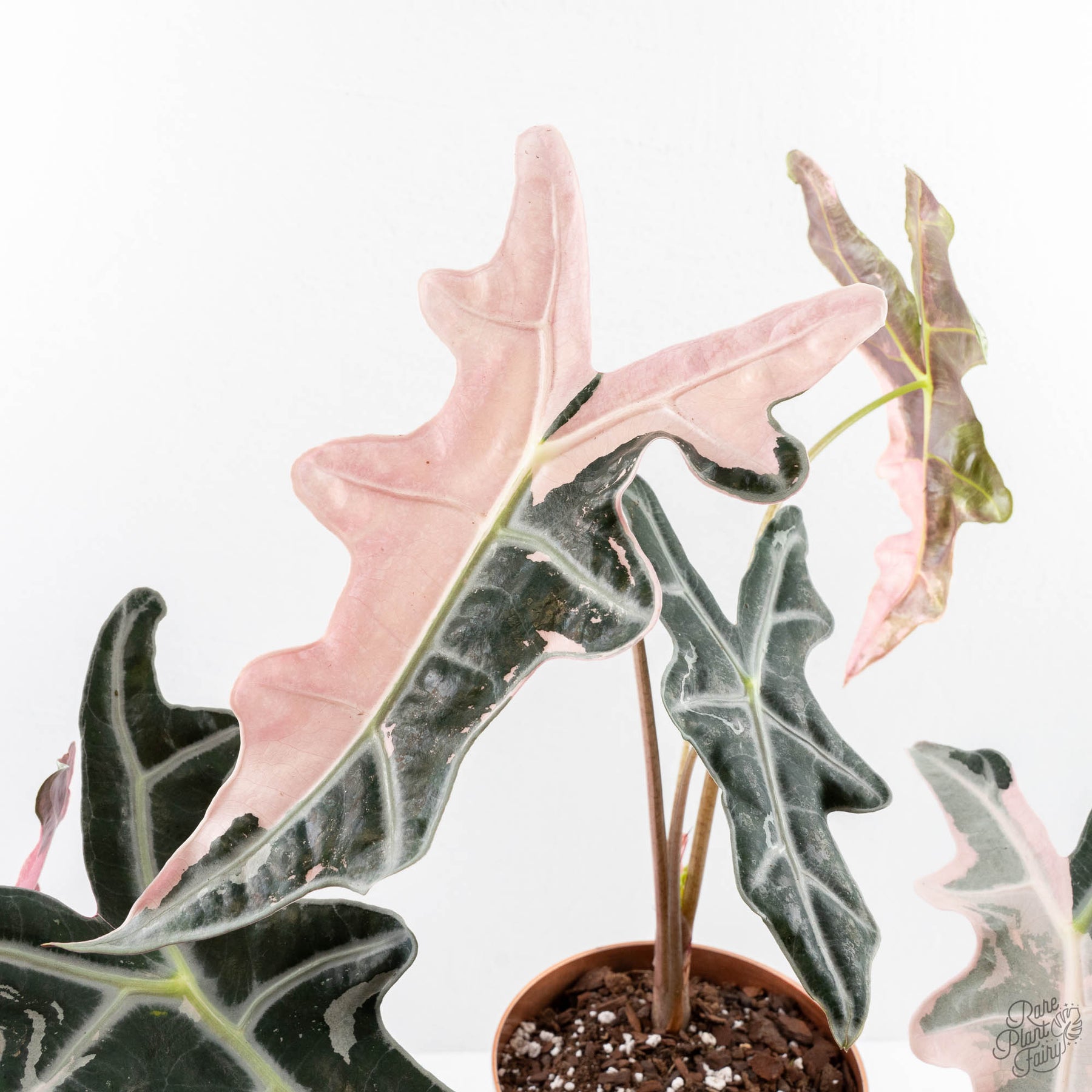 Alocasia 'Nobilis' Pink