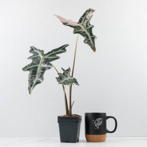 Alocasia Sanderiana 'Nobilis' Pink Variegated