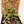 Pothos scandens variegated (wk20-A) * True Pothos *