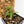 Pothos scandens variegated (wk20-A) * True Pothos *