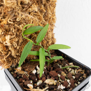 Pothos scandens variegated (wk20-A) * True Pothos *