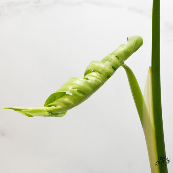 Monstera Deliciosa 'Ocean Green' (wk48-UD)