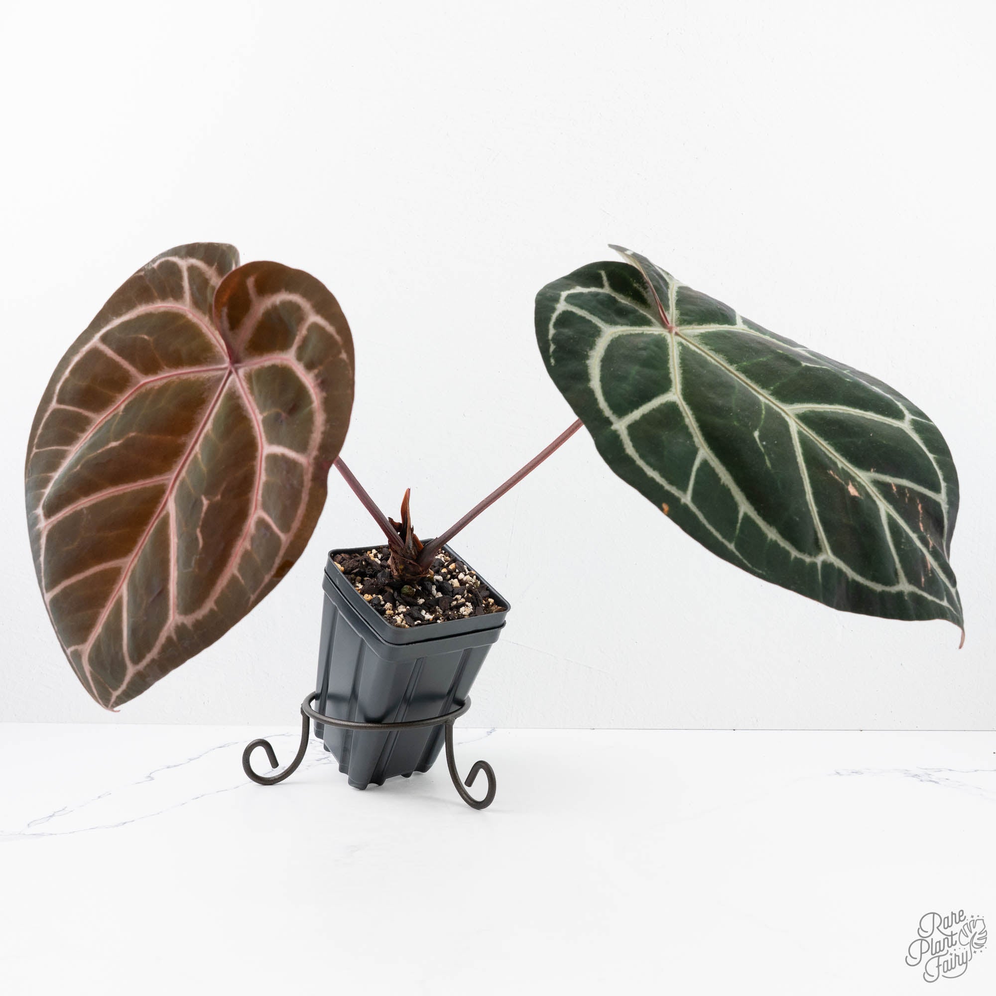 Anthurium Orange '26' x DocBlock Crystal Red '12' by DocBlock