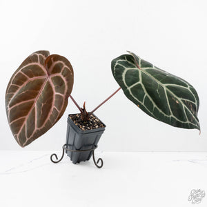 Anthurium Orange '26' x DocBlock Crystal Red '12' by DocBlock® (wk20-W)