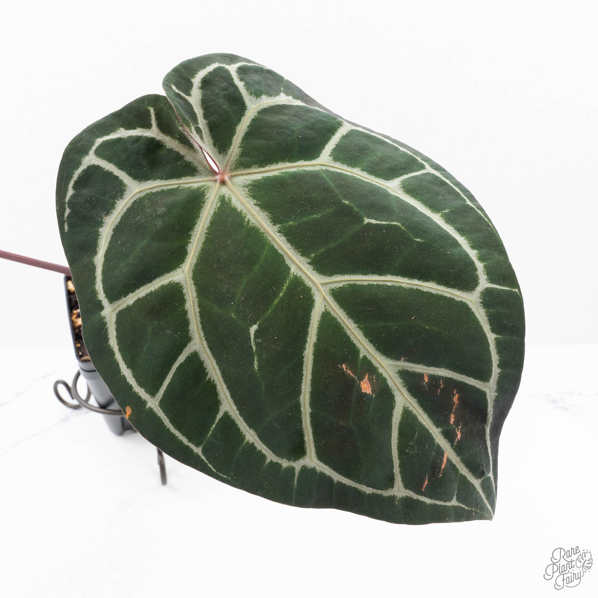 Anthurium Orange '26' x DocBlock Crystal Red '12' by DocBlock