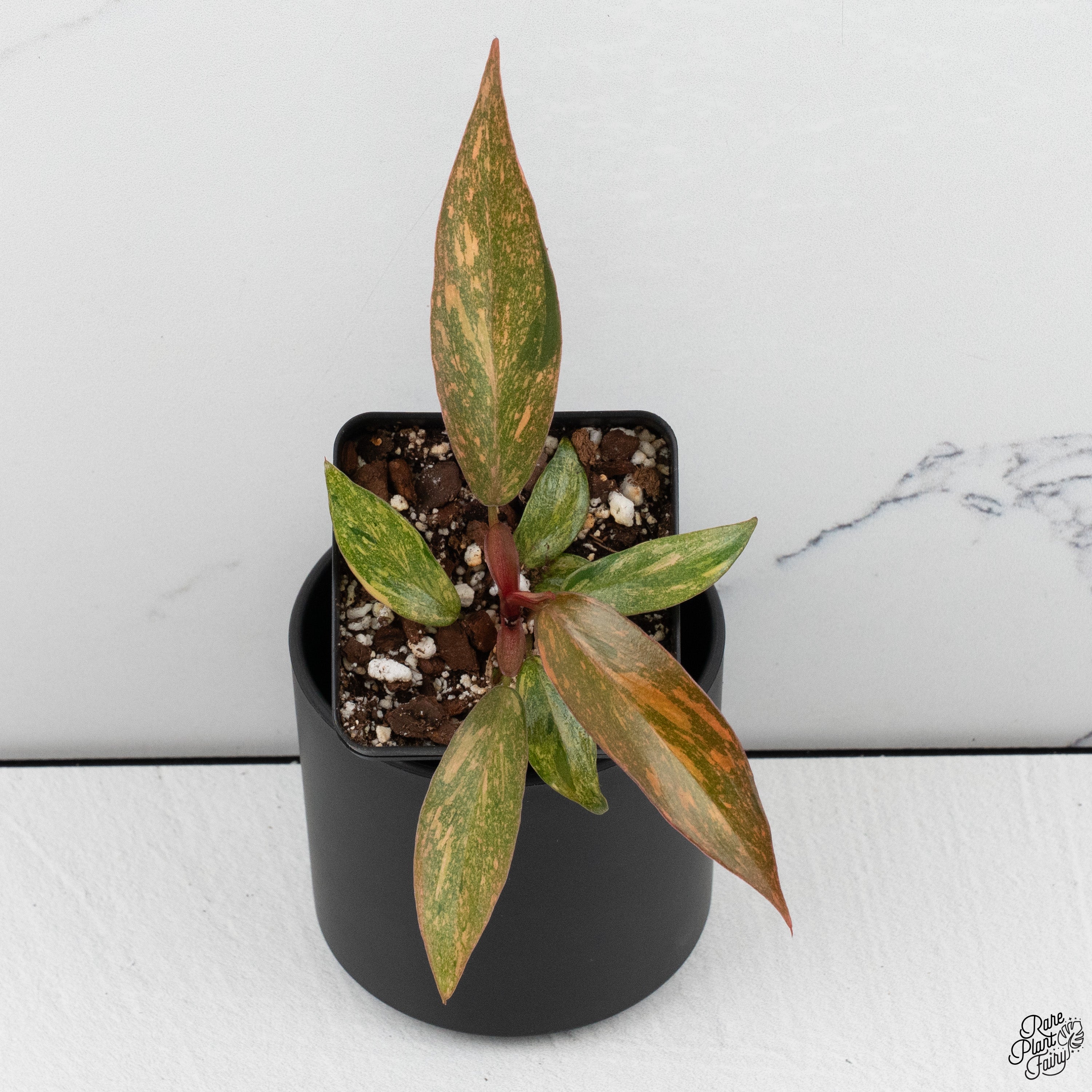 philodendron orange princess grown Philodendron 'Orange Princess' *Grower's Choice* Starter
