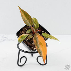 Philodendron 'Orange Princess Galaxy’