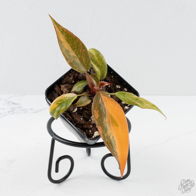 Philodendron 'Orange Princess Galaxy’