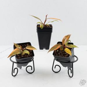 Philodendron 'Orange Princess Galaxy’