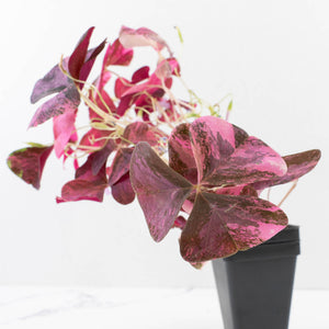 Oxalis triangularis variegated (wk34-L60)