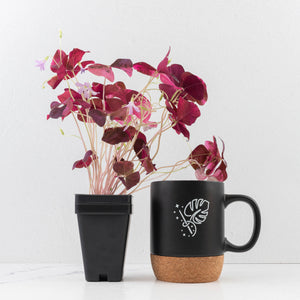 Oxalis triangularis variegated (wk34-L60)