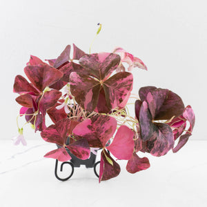 Oxalis triangularis variegated (wk34-L60)