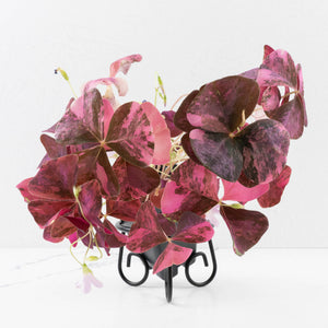 Oxalis triangularis variegated (wk34-L60)