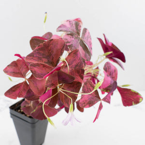 Oxalis triangularis variegated (wk34-L60)