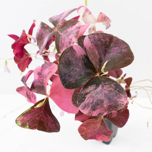 Oxalis triangularis variegated (wk34-L60)