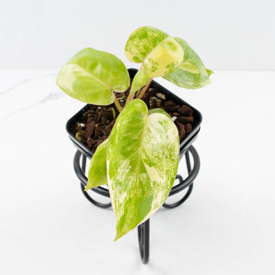 Philodendron 'Burle Marx' Aurea Variegated