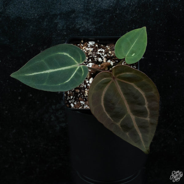 PLANT2--2025-06-